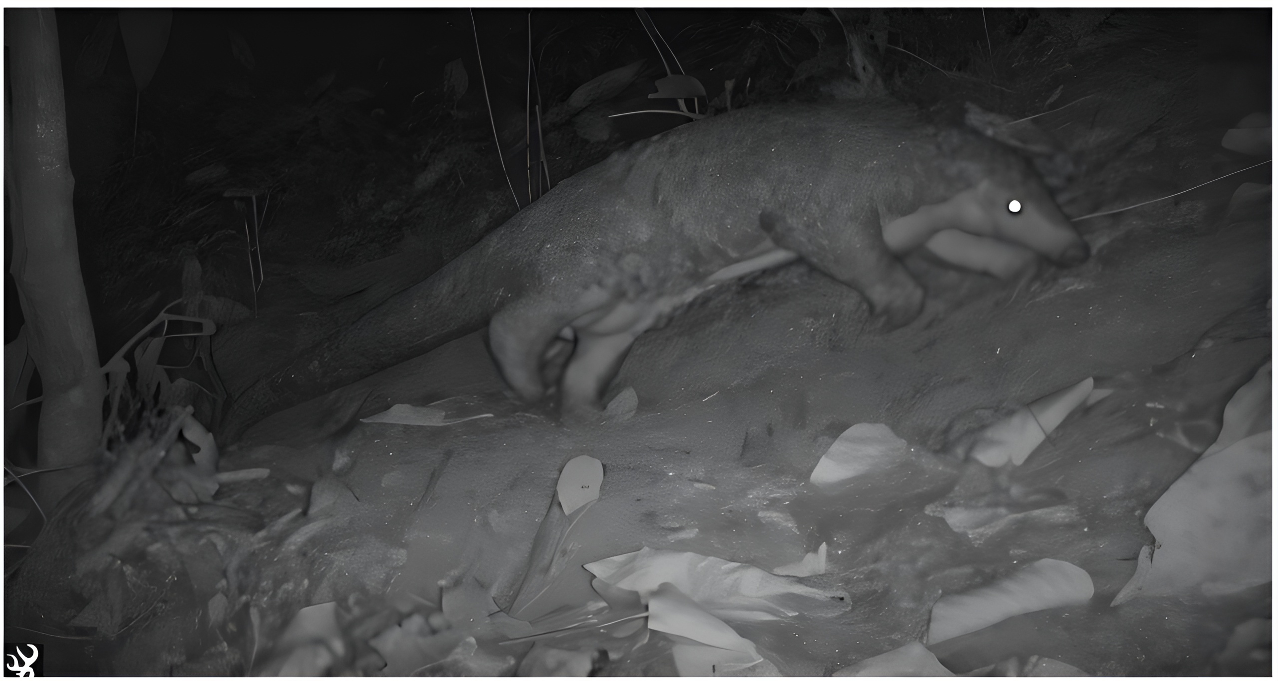 Népal : le rare pangolin de Chine identifié dans une forêt sacrée du district de Sunsari