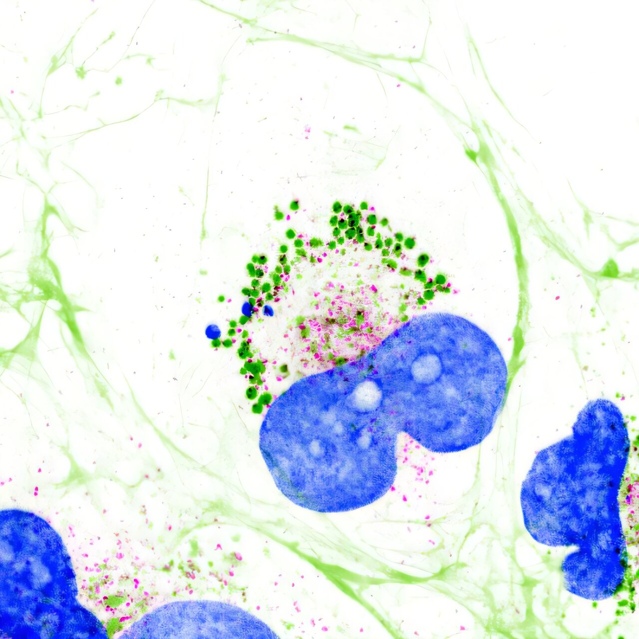 Des chercheurs découvrent que le collagène, protéine la plus abondante du corps humain, est liquide à l'intérieur des cellules