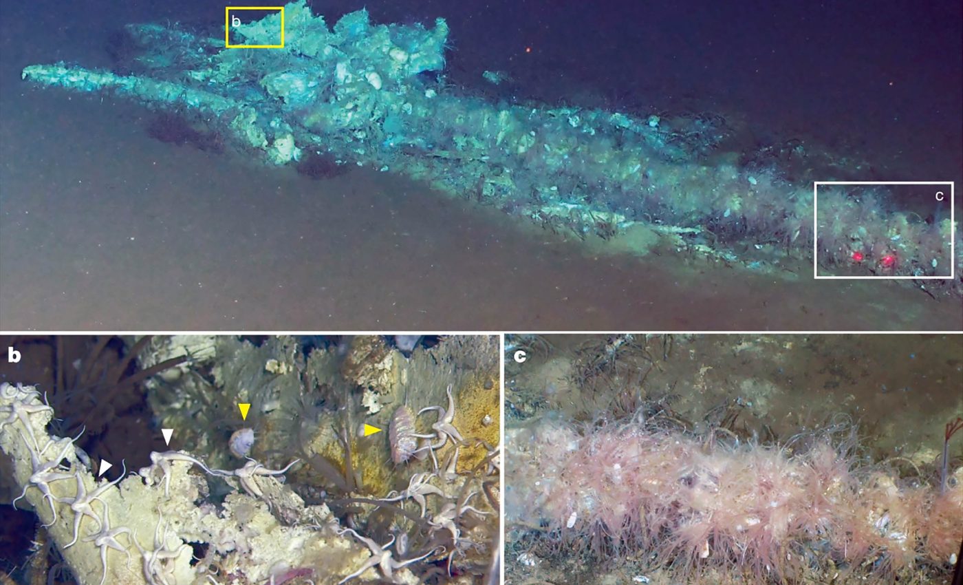 Le plus grand cimetière de baleines jamais découvert, surnommé « nécropole des baleines », en raison de son immense taille