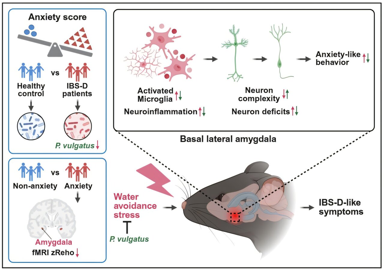 Une bactérie intestinale pourrait soulager l’anxiété et le syndrome de l’intestin irritable à prédominance diarrhéique