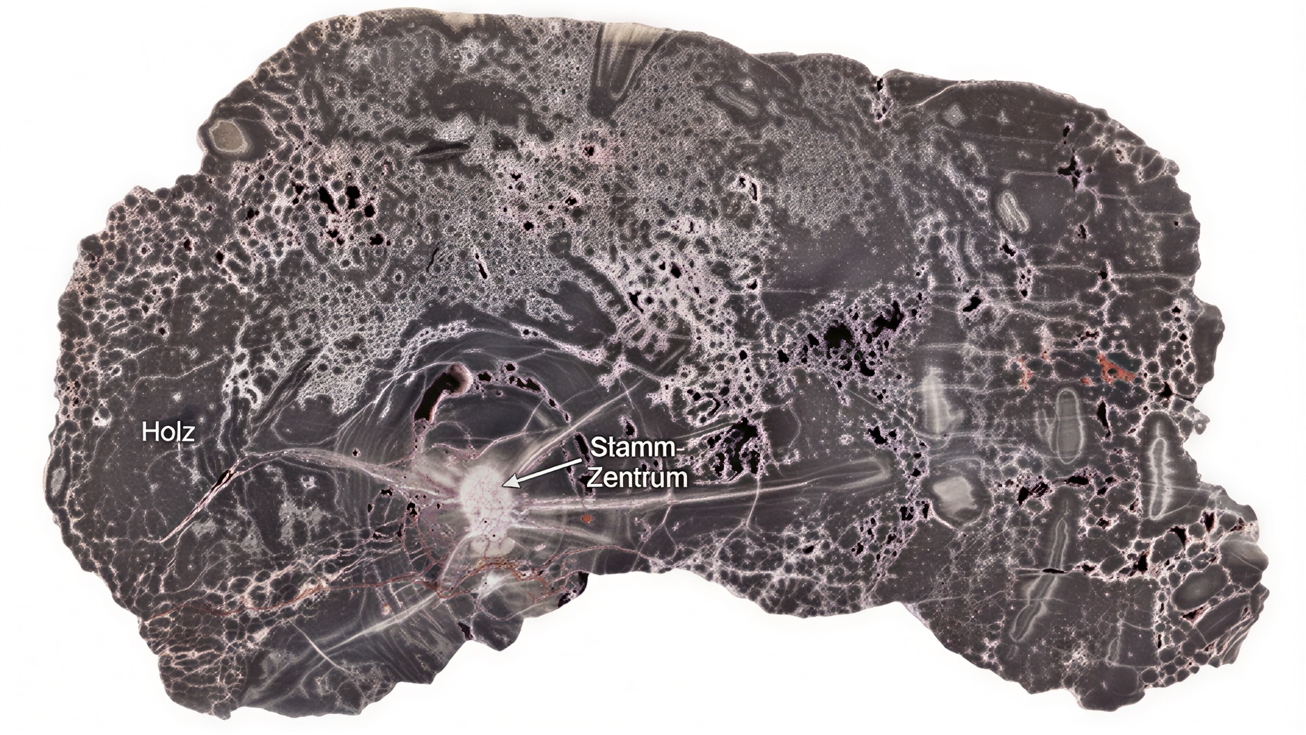 Un bois fossilisé vieux de 300 millions d'années révèle l'histoire géologique cachée de la Terre
