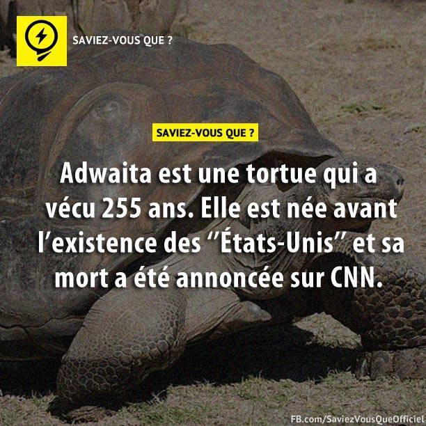 Adwaita est une tortue qui a vécu 255 ans. Elle est née avant l’existence des « États-Unis » et sa mort a été annoncée sur CNN.