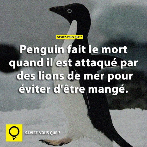 Penguin fait le mort quand il est attaqué par des lions de mer pour éviter d’être mangé.