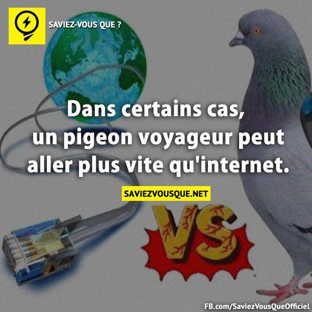 Dans certains cas, un pigeon voyageur peut aller plus vite qu’internet.