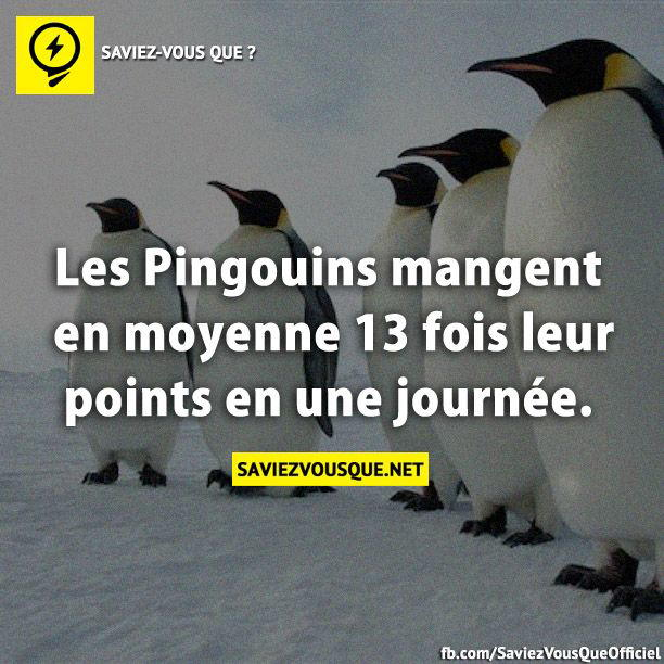Les Pingouins mangent en moyenne 13 fois leur points en une journée.