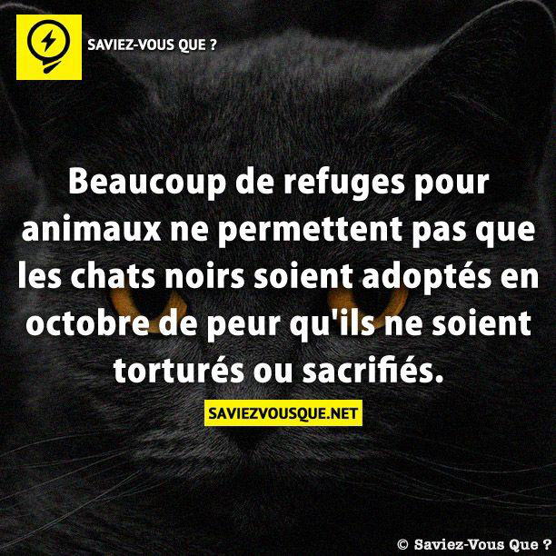 Beaucoup de refuges pour animaux ne permettent pas que les chats noirs soient adoptés en octobre de peur qu’ils ne soient torturés ou sacrifiés.