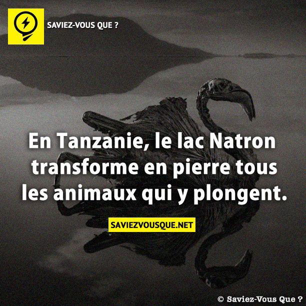 En Tanzanie, le lac Natron transforme en pierre tous les animaux qui y plongent.