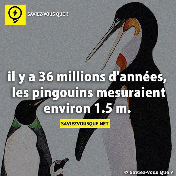 il y a 36 millions d’années, les pingouins mesuraient environ 1.5 m.