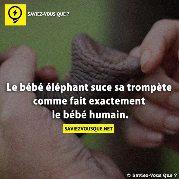 Le bébé éléphant suce sa trompète comme fait exactement le bébé humain.