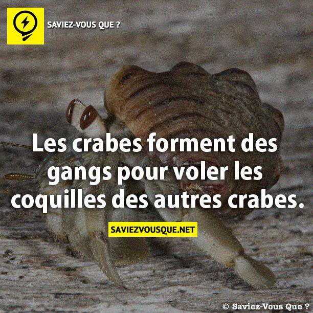 Les crabes forment des gangs pour voler les coquilles des autres crabes.