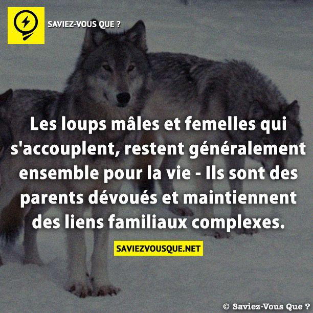 Les loups mâles et femelles qui s’accouplent, restent généralement ensemble pour la vie – Ils sont des parents dévoués et maintiennent des liens familiaux complexes.