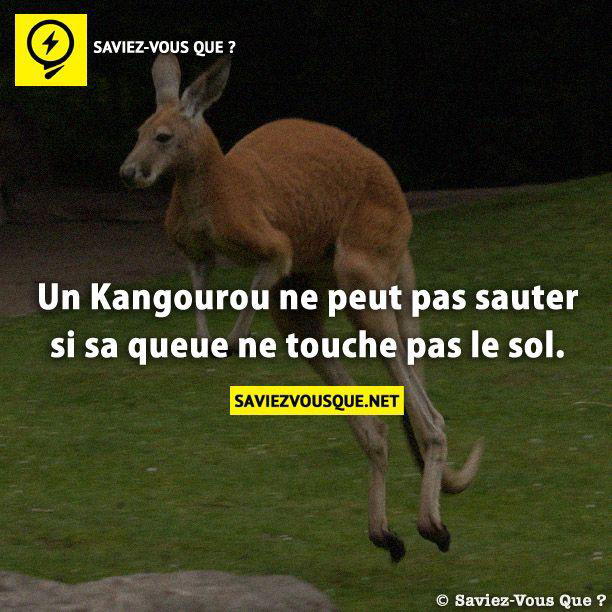 Un Kangourou ne peut pas sauter si sa queue ne touche pas le sol.