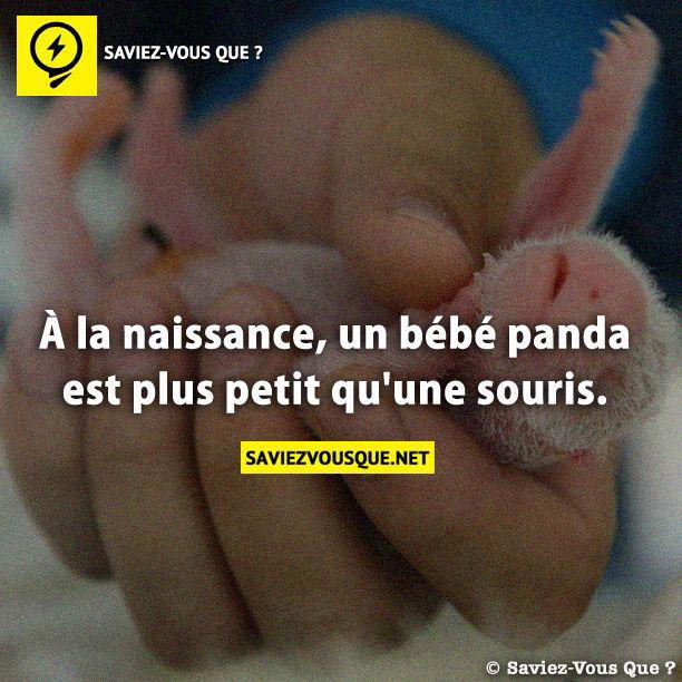 À la naissance, un bébé panda est plus petit qu’une souris.