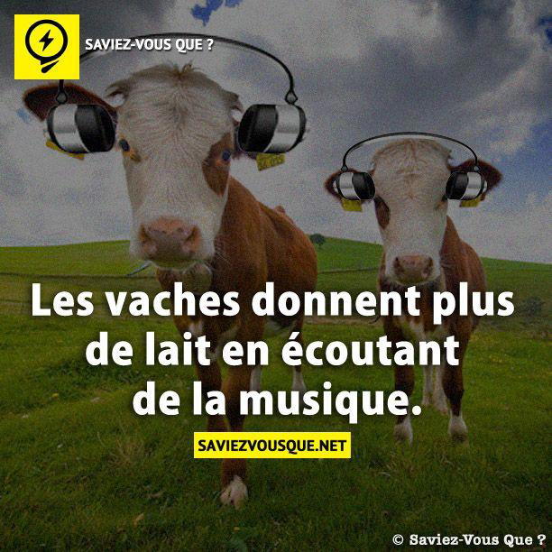 Les vaches donnent plus de lait en écoutant de la musique.