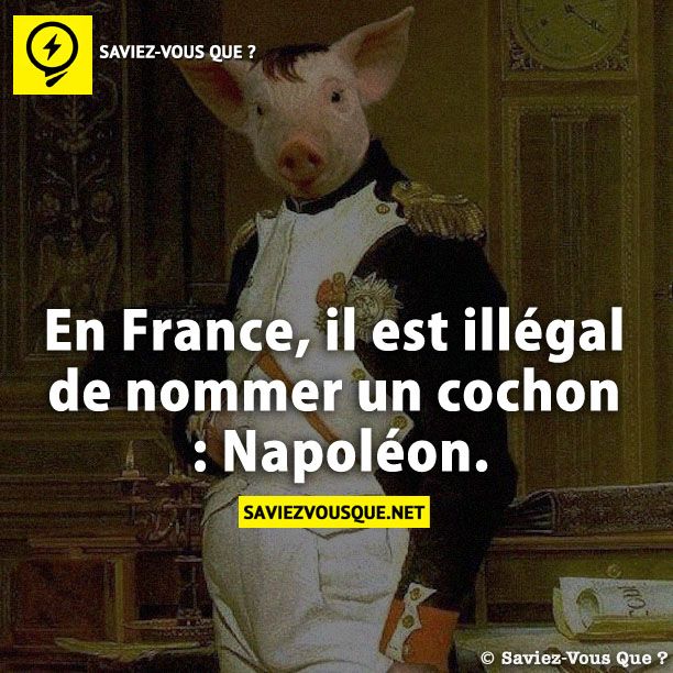| En France, il est illégal de nommer un cochon : Napoléon.Saviez-vous Que?
