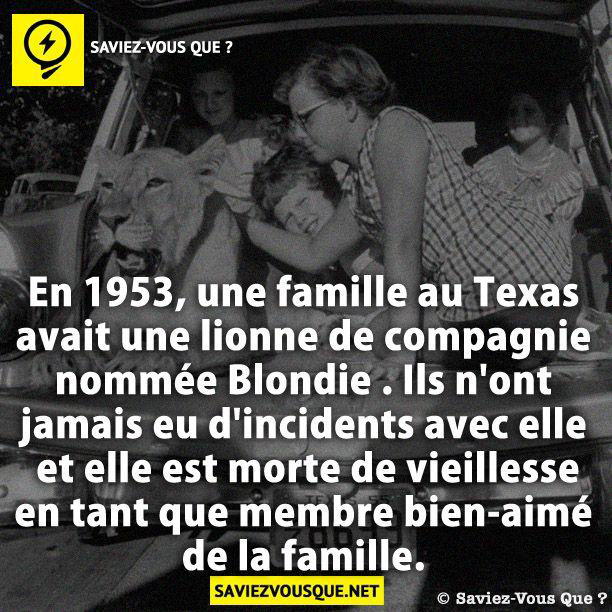 En 1953, une famille au Texas avait une lionne de compagnie nommée Blondie . Ils n’ont jamais eu d’incidents avec elle et elle est morte de vieillesse en tant que membre bien-aimé de la famille.