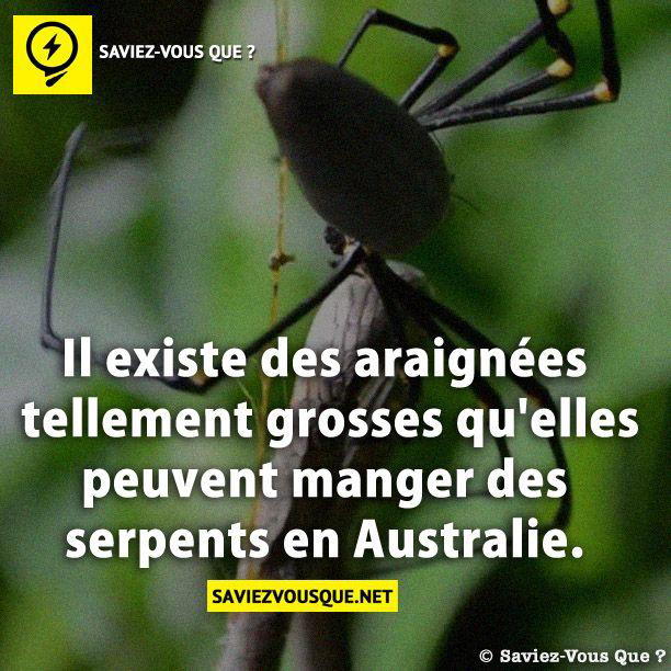 Il existe des araignées tellement grosses qu’elles peuvent manger des serpents en Australie.