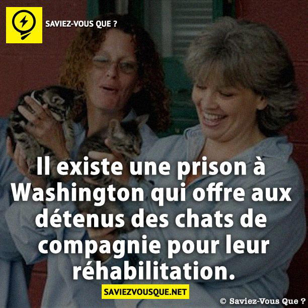Il existe une prison à Washington qui offre aux détenus des chats de compagnie pour leur réhabilitation.