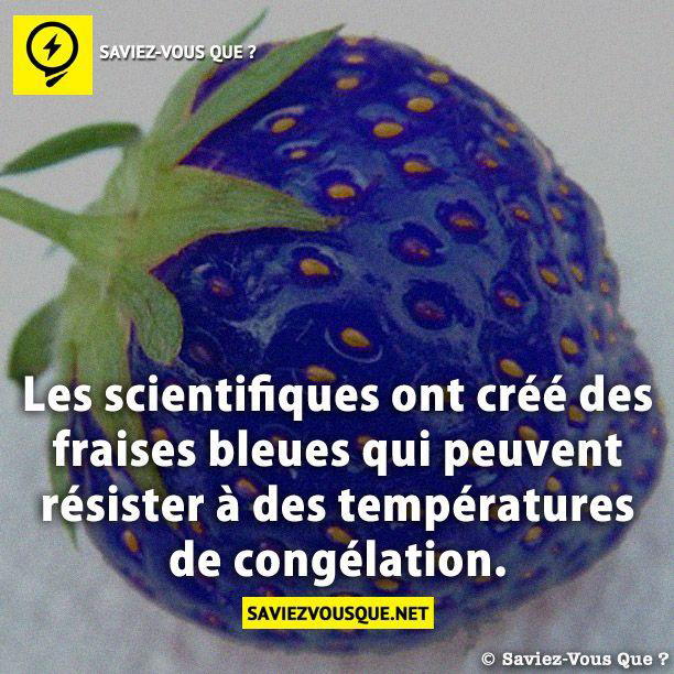 Les scientifiques ont créé des fraises bleues qui peuvent résister à des températures de congélation.