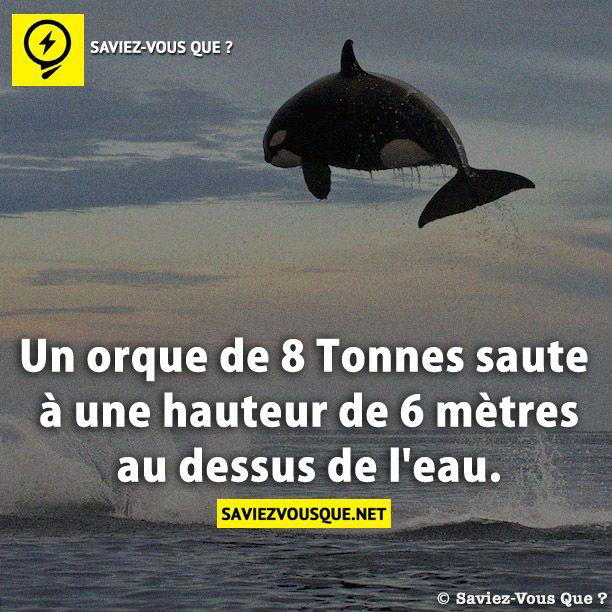 Un orque de 8 Tonnes saute à une hauteur de 6 mètres au dessus de l’eau.