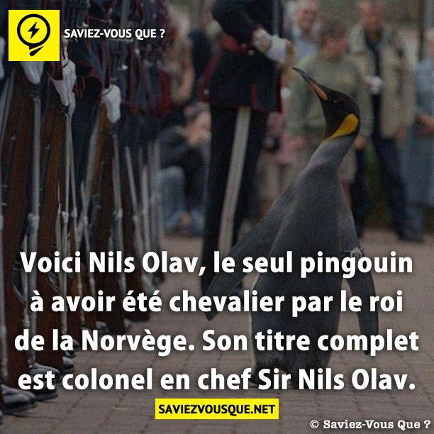 Voici Nils Olav, le seul pingouin à avoir été chevalier par le roi de la Norvège. Son titre complet est colonel en chef Sir Nils Olav.