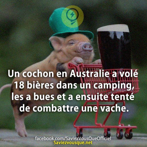 Un cochon en Australie a volé 18 bières dans un camping, les a bues et a ensuite tenté de combattre une vache.