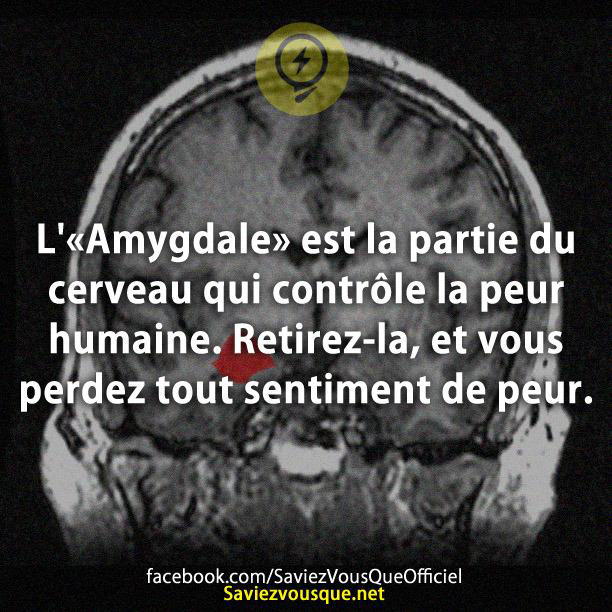 L’«Amygdale» est la partie du cerveau qui contrôle la peur humaine. Retirez-la, et vous perdez tout sentiment de peur.