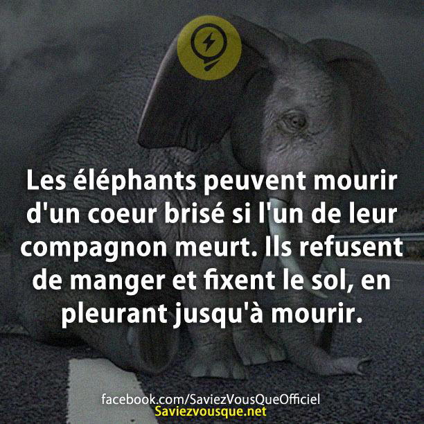 Les éléphants peuvent mourir d’un coeur brisé si l’un de leur compagnon meurt. Ils refusent de manger et fixent le sol, en pleurant jusqu’à mourir.
