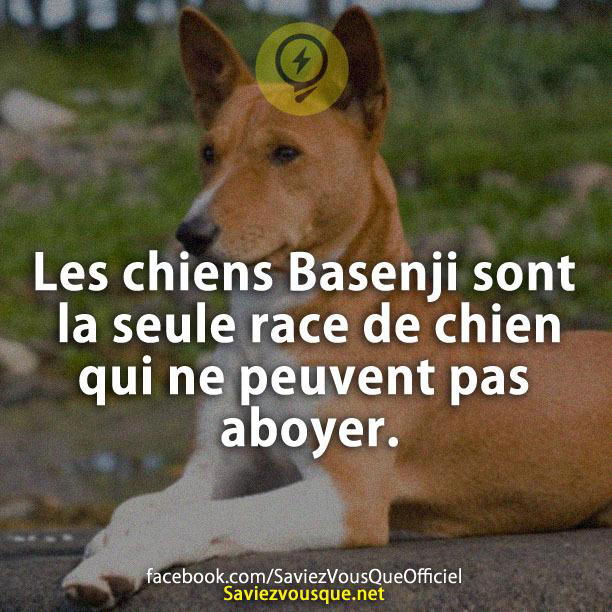 Les chiens Basenji sont la seule race de chien qui ne peuvent pas aboyer.