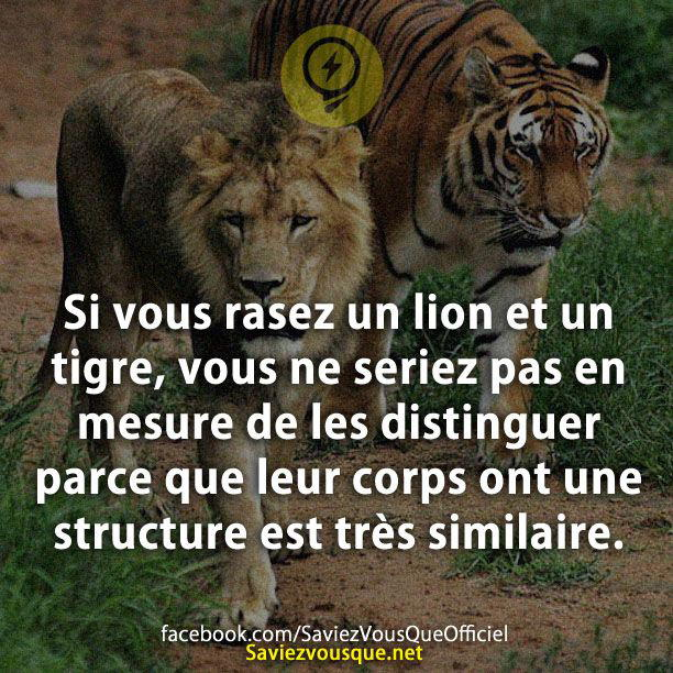 Si vous rasez un lion et un tigre, vous ne seriez pas en mesure de les distinguer parce que leur corps ont une structure est très similaire.