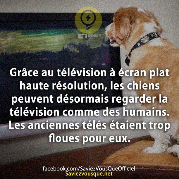Grâce au télévision à écran plat haute résolution, les chiens peuvent désormais regarder la télévision comme des humains. Les anciennes télés étaient trop floues pour eux.