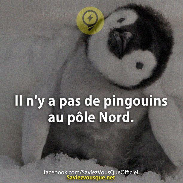 Il n’y a pas de pingouins au pôle Nord.