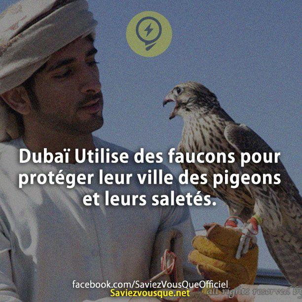 Dubaï Utilise des faucons pour protéger leur ville des pigeons et leurs saletés.