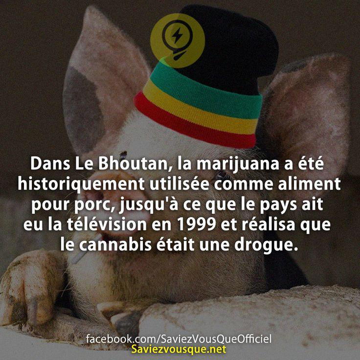 Dans Le Bhoutan, la marijuana a été historiquement utilisée comme aliment pour porc, jusqu’à ce que le pays ait eu la télévision en 1999 et réalisa que le cannabis était une drogue.