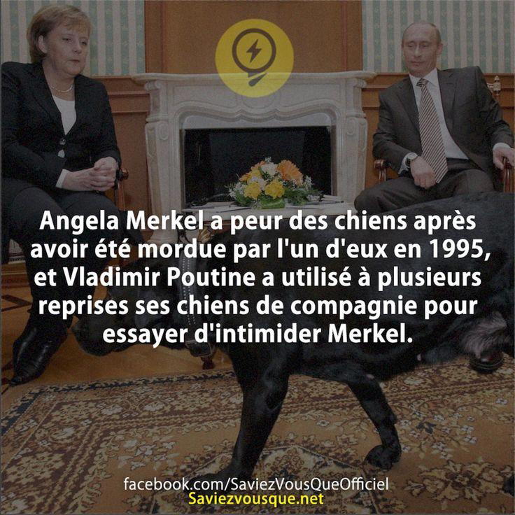 Angela Merkel a peur des chiens après avoir été mordue par l’un d’eux en 1995, et Vladimir Poutine a utilisé à plusieurs reprises ses chiens de compagnie pour essayer d’intimider Merkel.