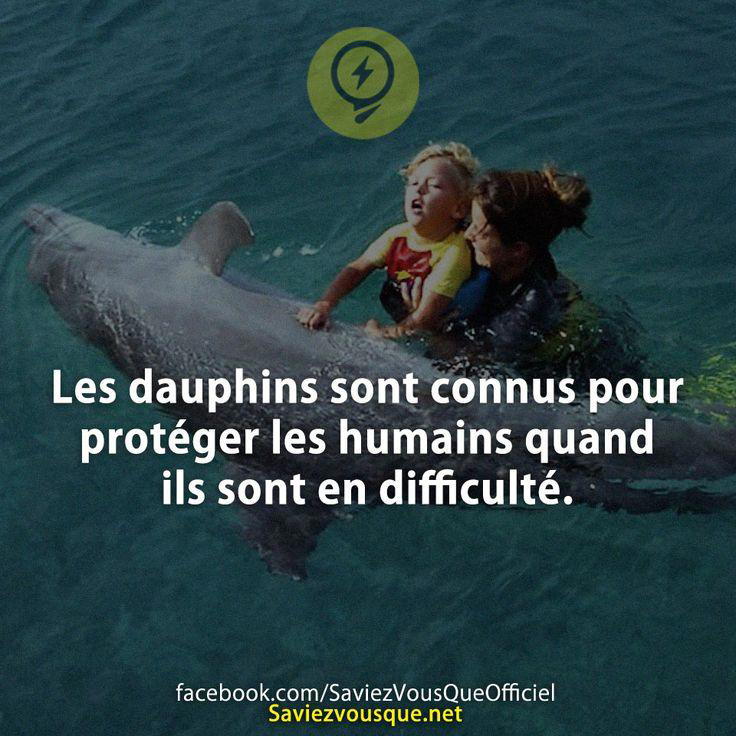 Les dauphins sont connus pour protéger les humains quand ils sont en difficulté.