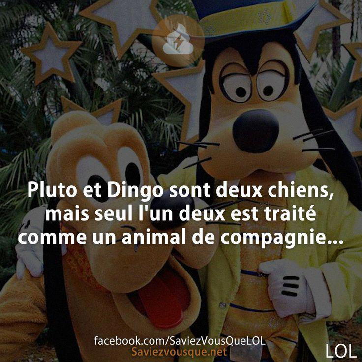 Pluto et Dingo sont deux chiens, mais seul l’un deux est traité comme un animal de compagnie …