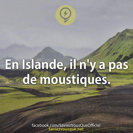 En Islande, il n’y a pas de moustiques.