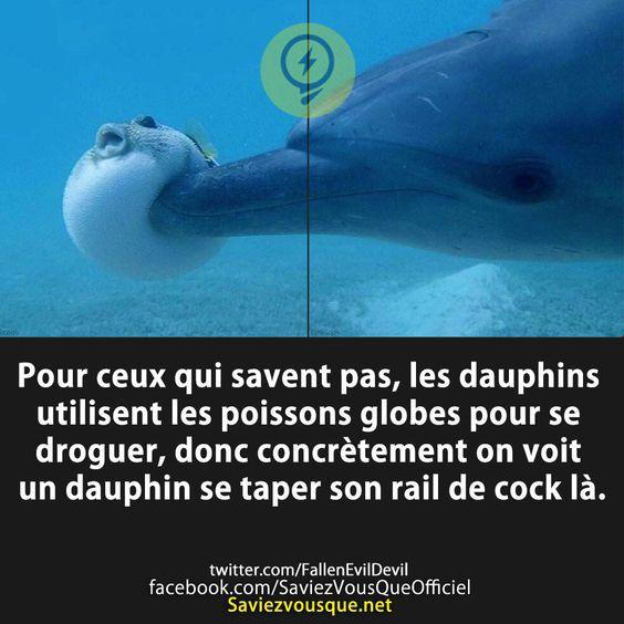 Pour ceux qui savent pas, les dauphins utilisent les poissons globes pour se droguer, donc concrètement on voit un dauphin se taper son rail de cock là