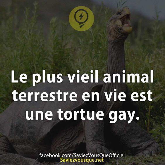 Le plus vieil animal terrestre en vie est une tortue gay.