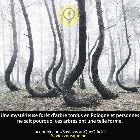 Une mystérieuse forêt d’arbre tordus en Pologne et personnes ne sait pourquoi ces arbres ont une telle forme.