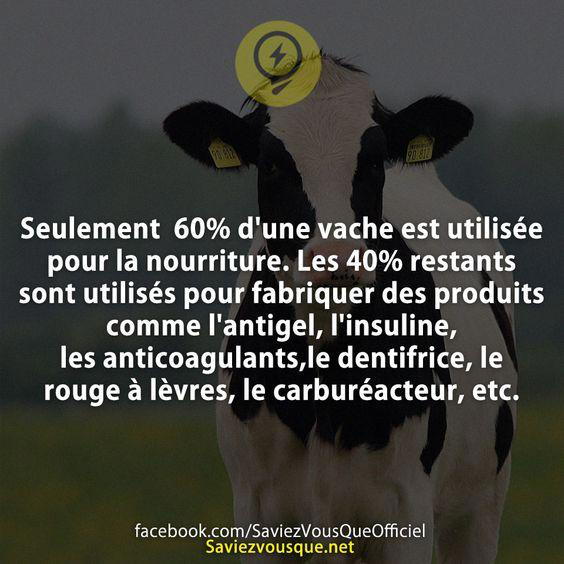 Seulement  60% d’une vache est utilisée pour la nourriture. Les 40% restants sont utilisés pour fabriquer des produits comme l’antigel, l’insuline, les anticoagulants,le dentifrice, le rouge à lèvres, le carburéacteur, etc.